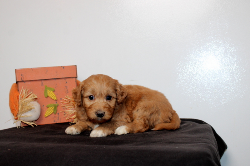 puppy, for, sale, Mini Goldendoodle F2B, Matthew B. Stoltzfus, dog, breeder, Gap, PA, dog-breeder, puppy-for-sale, forsale, nearby, find, puppyfind, locator, puppylocator, aca